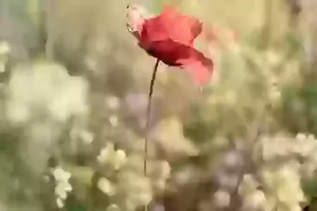 Remembrance Sunday